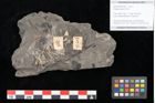 Foto (Objekt + Etikett) von Palissya araunii Endl. (NHMW-GEO-2024-0188-10581)